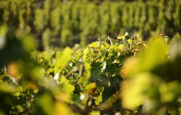 [ Understanding wine ] What is a cru, really ?