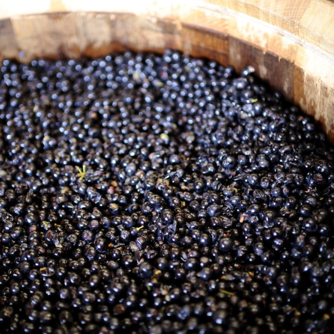 What Are Tannins in Wine? – EuroCave Blog Article: Everything You Need to Know About Wine What Are Tannins in Wine? – EuroCave Blog Article: Everything You Need to Know About Wine