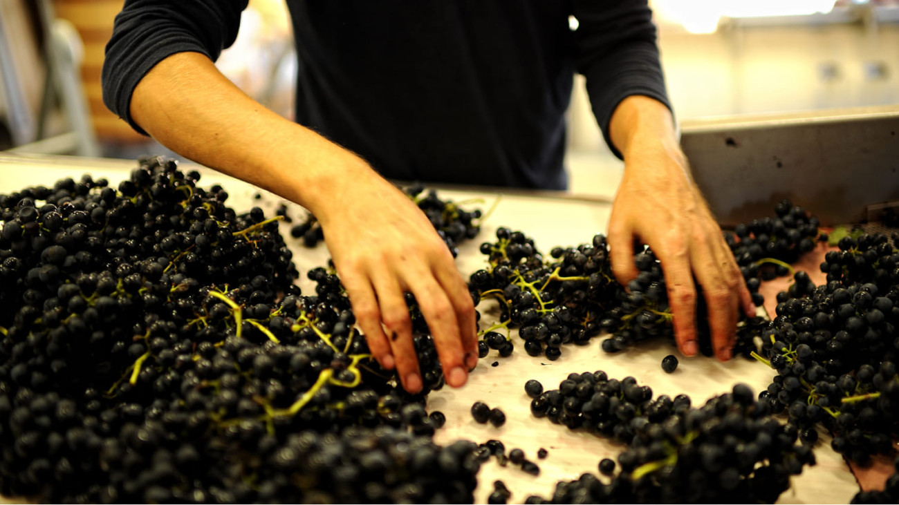 Photo of grape sorting during harvest. Tannins are found in grapes, specifically in their skins, seeds, and stems. Photo of grape sorting during harvest. Tannins are found in grapes, specifically in their skins, seeds, and stems.